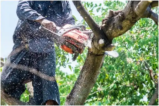 tree services Chevy Chase Heights